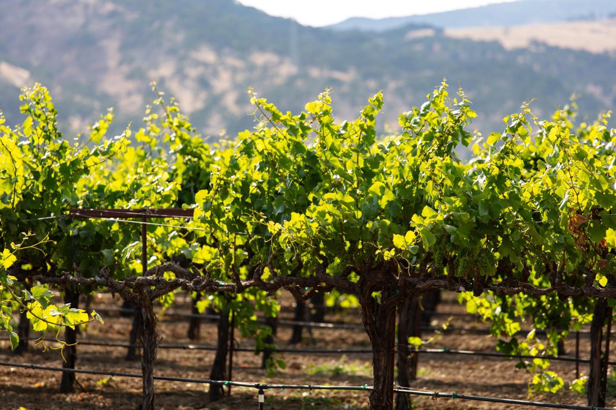 Homewood Suites By Hilton Fairfield-Napa Valley Area Cordelia Eksteriør bilde
