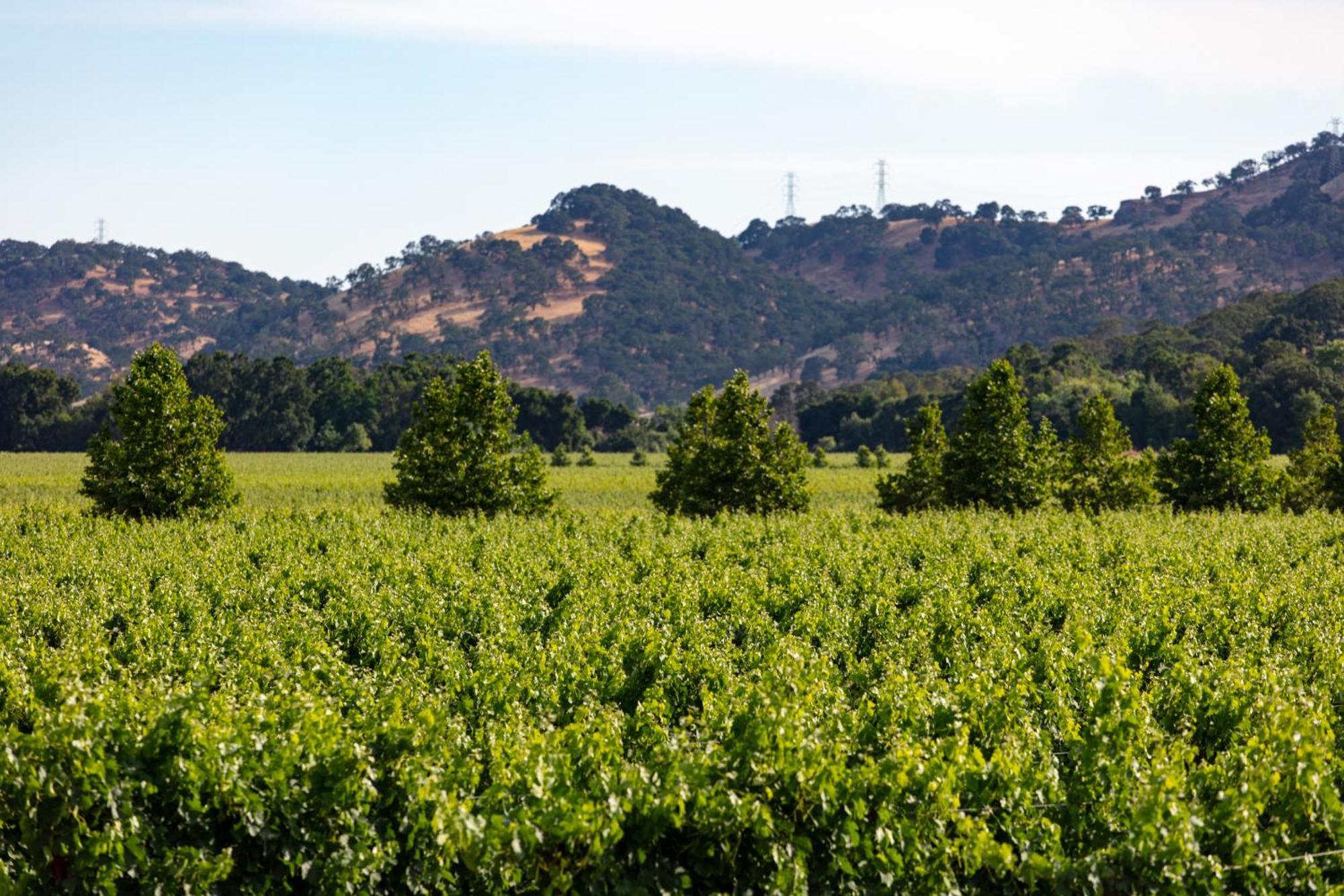Homewood Suites By Hilton Fairfield-Napa Valley Area Cordelia Eksteriør bilde
